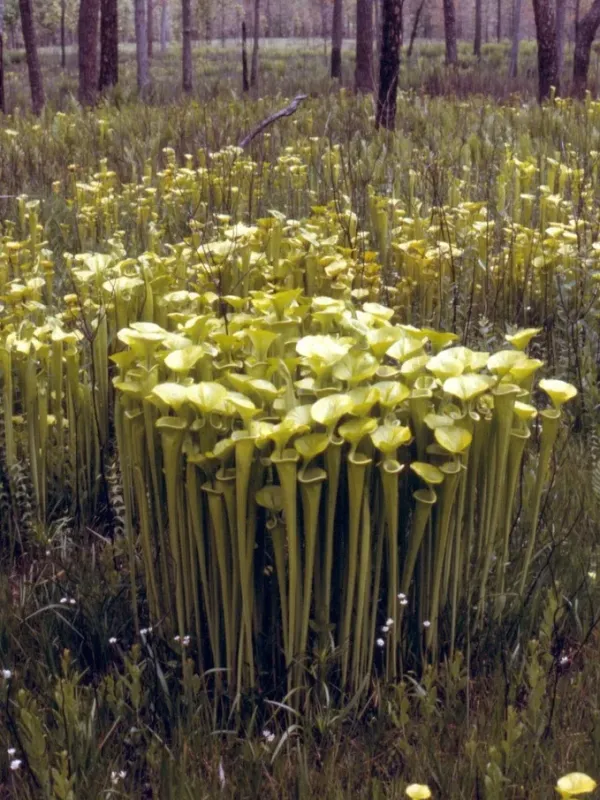 Sarracenia wrigleyana