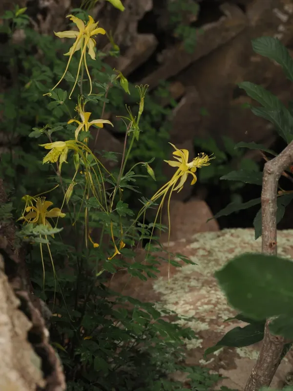 Long-spurred columbine