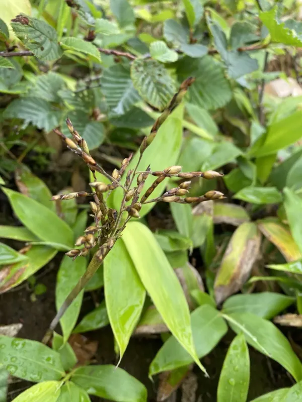 Sasa kurilensis