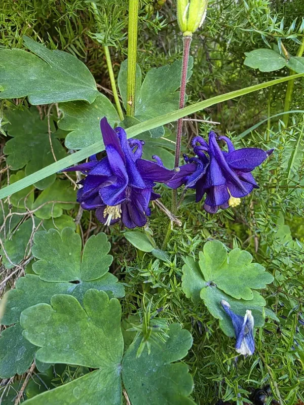 European columbine