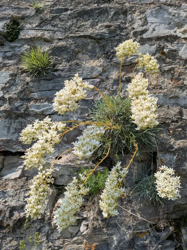Saxifraga callosa