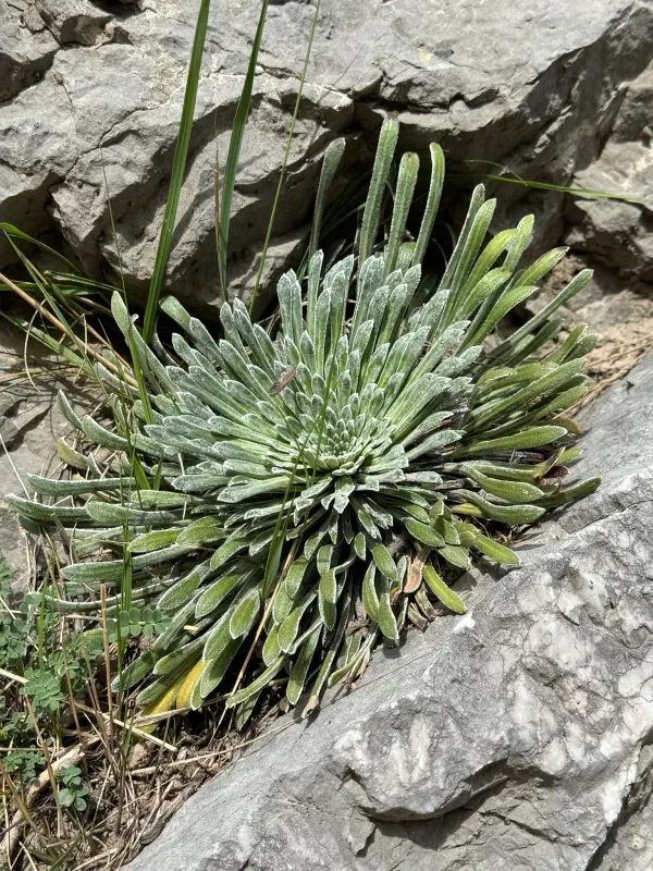 Saxifraga longifolia