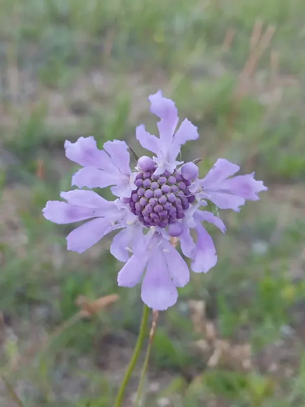 Scabiosa comosa