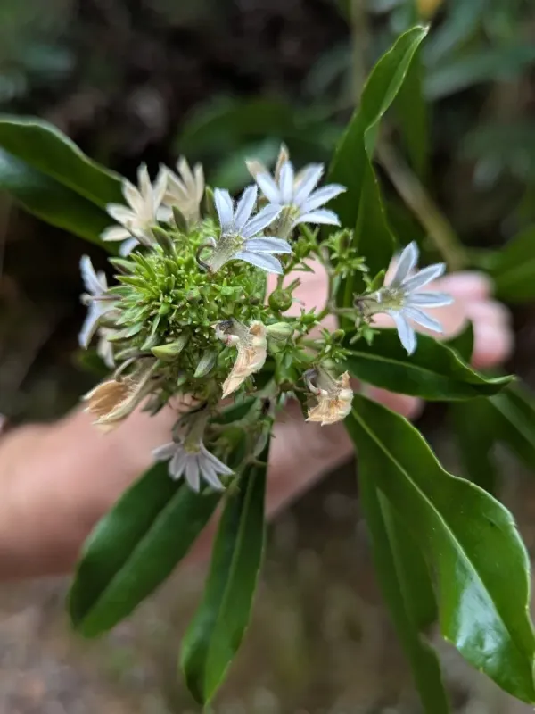 Scaevola montana