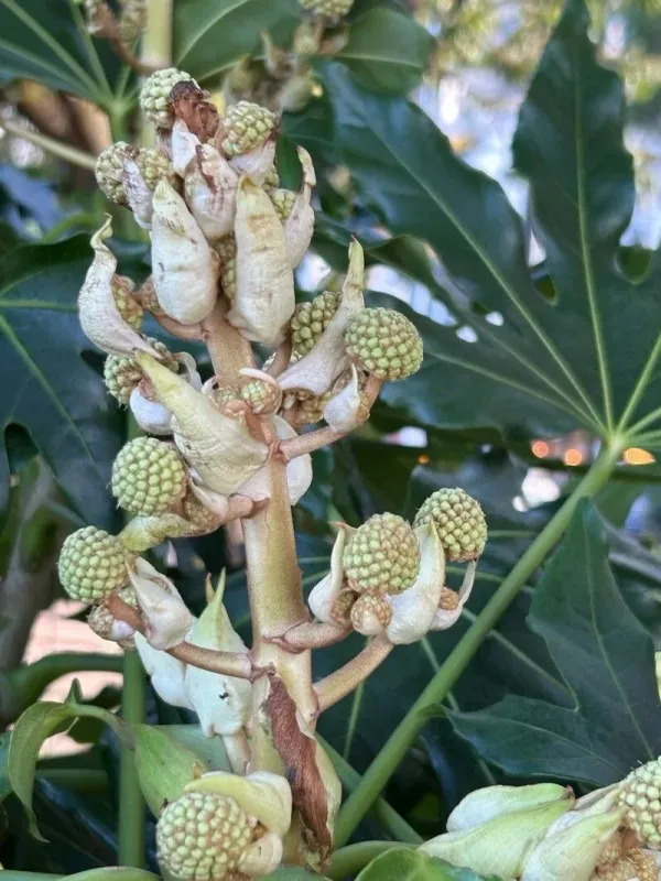 Fatshedera lizei