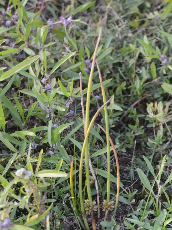 Schoenoplectiella articulata