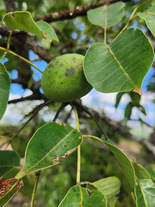 Marula