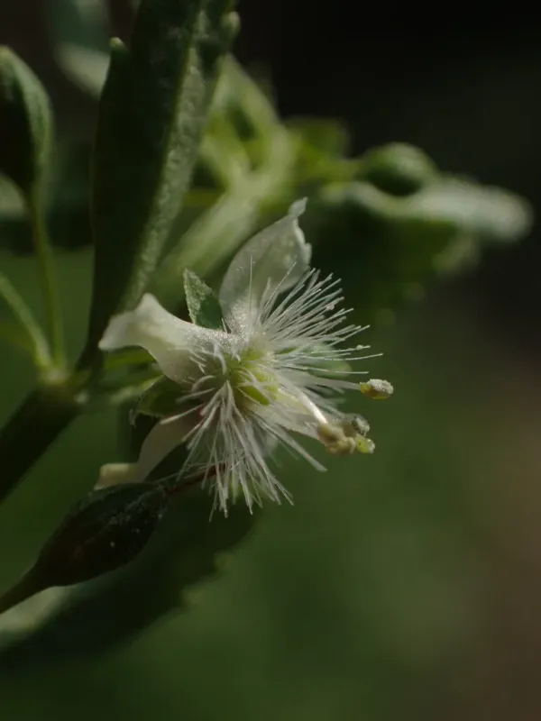 Scoparia dulcis