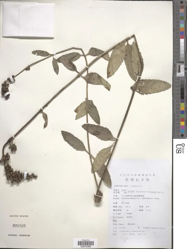 Buerger's Figwort