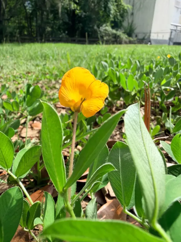 Rhizoma peanut