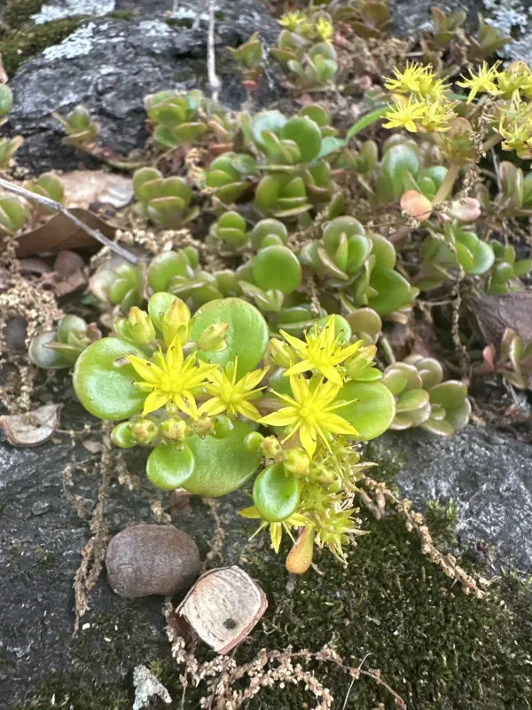 Chinese stonecrop