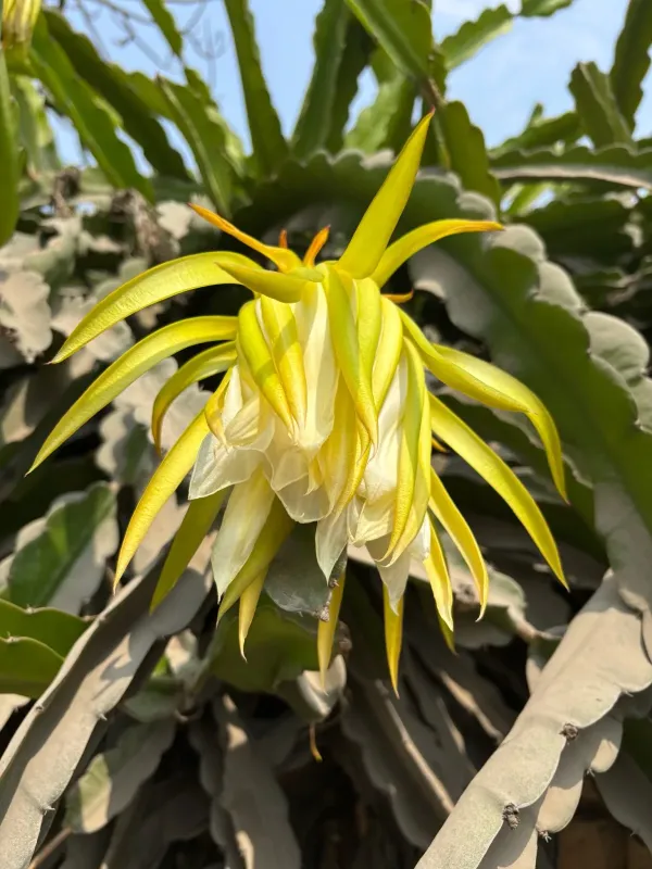 Pitaya