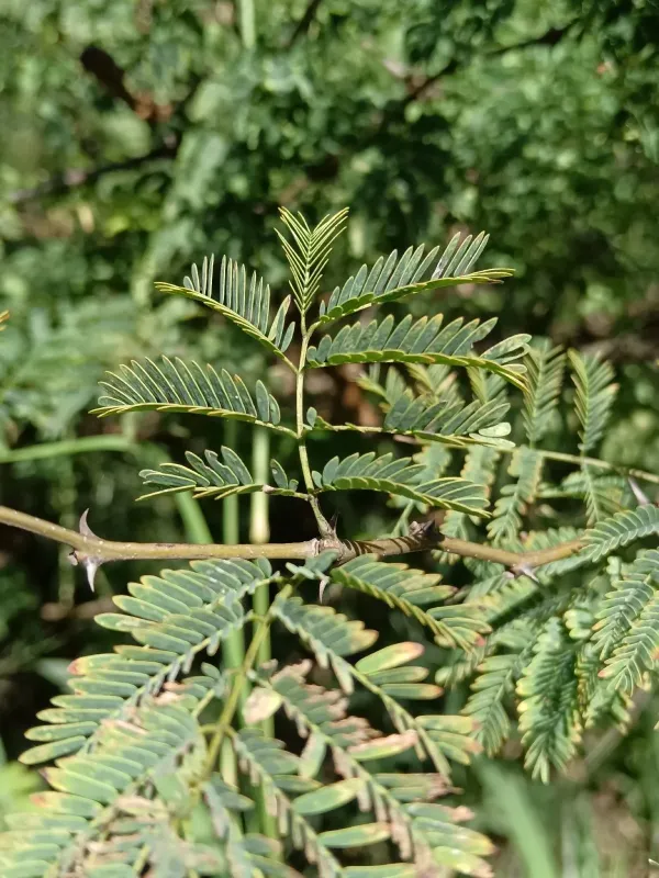 Senegalia galpinii