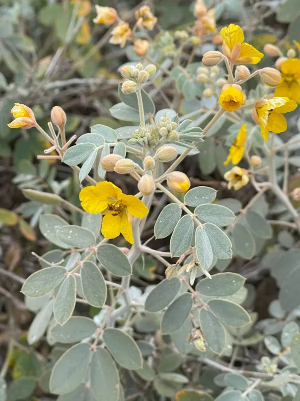 Senna covesii