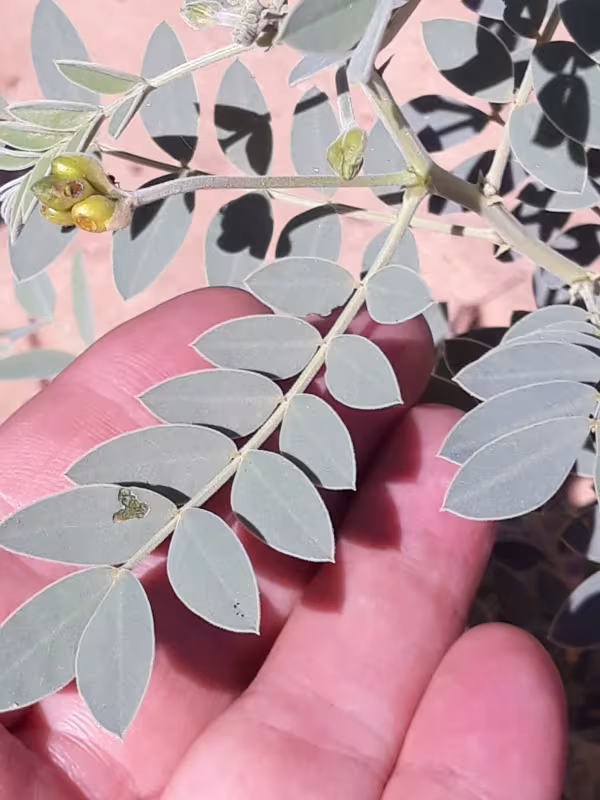 Senna alexandrina
