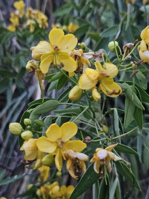 Senna corymbosa