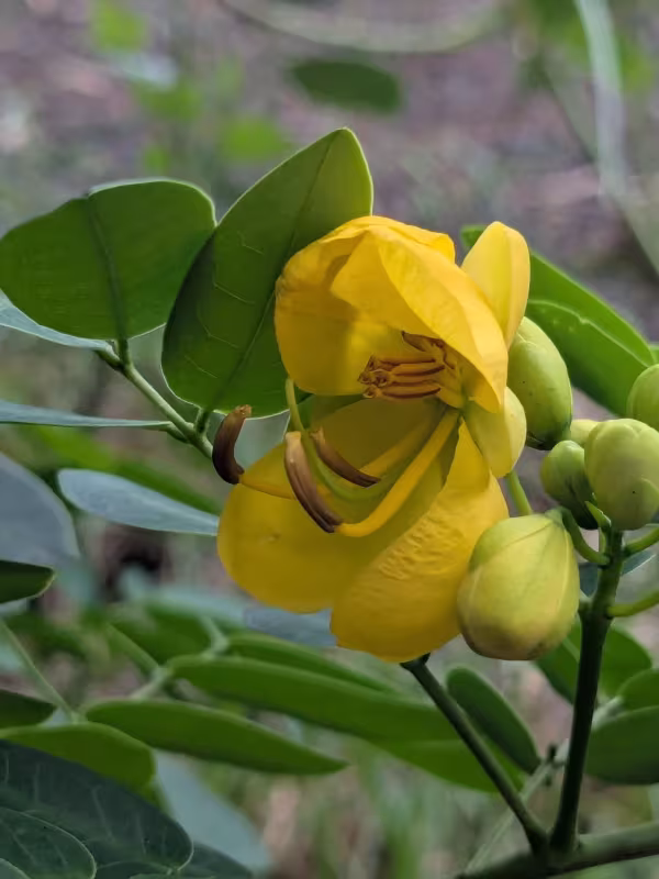 Senna pendula