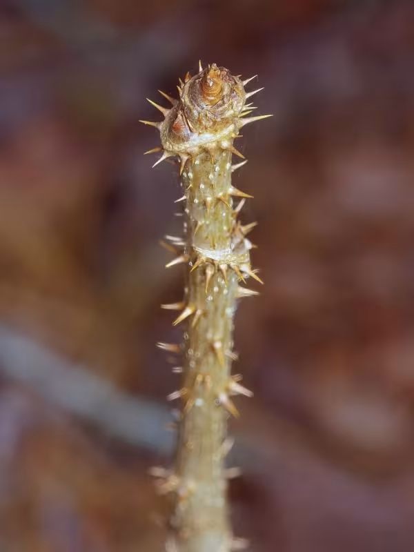 Devil's walking stick