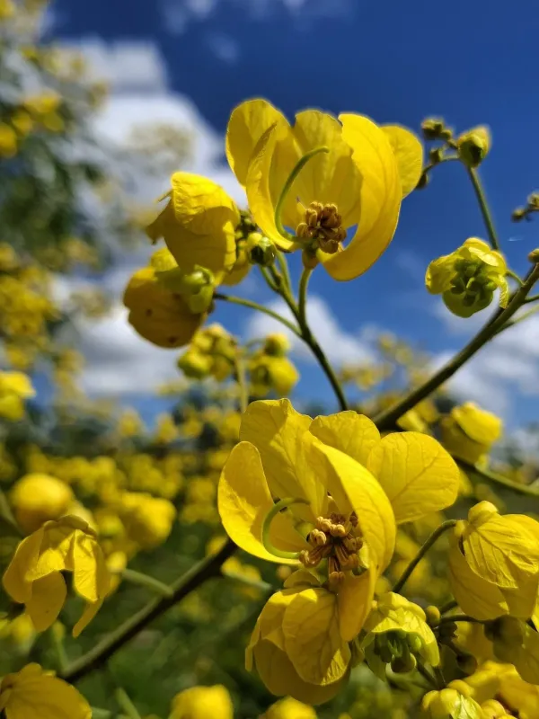 Senna spectabilis