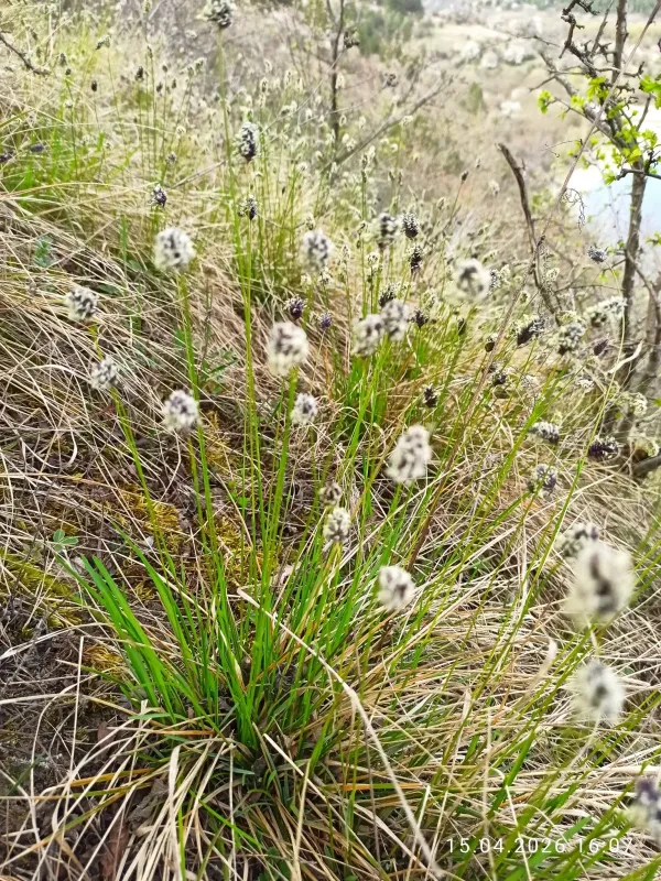 Sesleria heufleriana