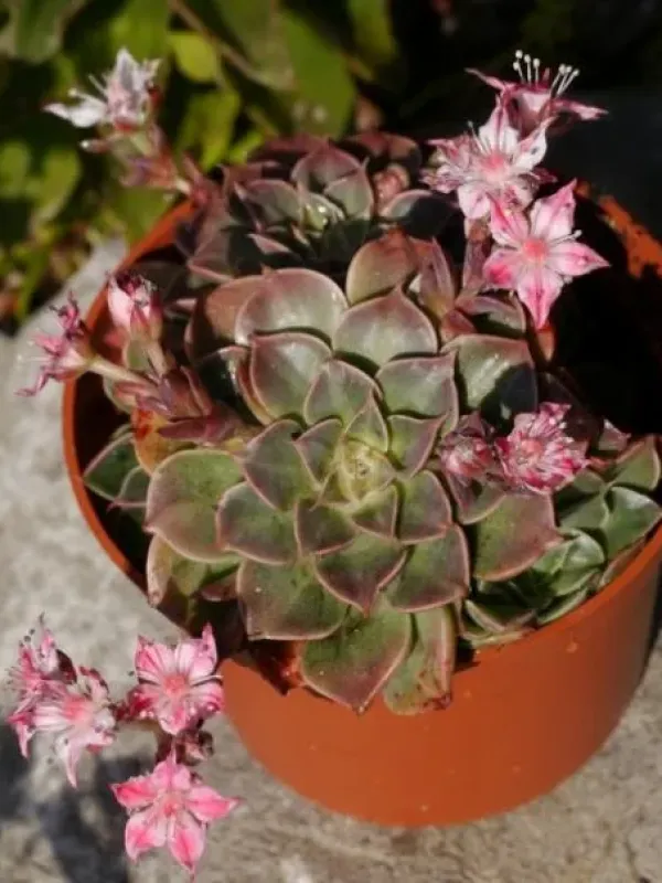 Graptopetalum bellum