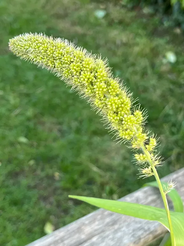Foxtail millet