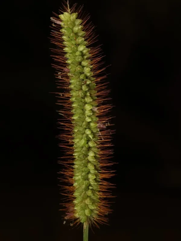 Yellow foxtail