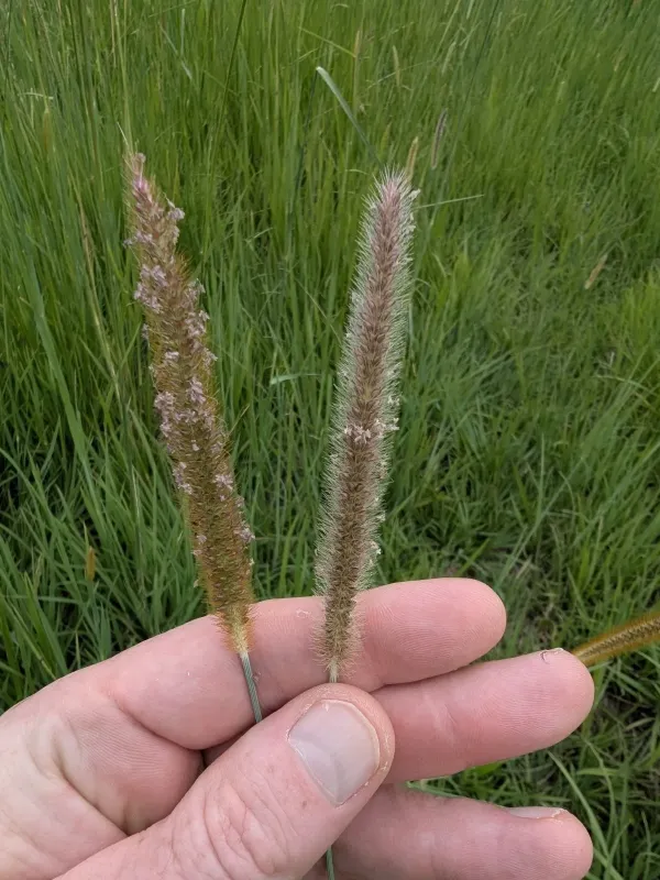Setaria sphacelata