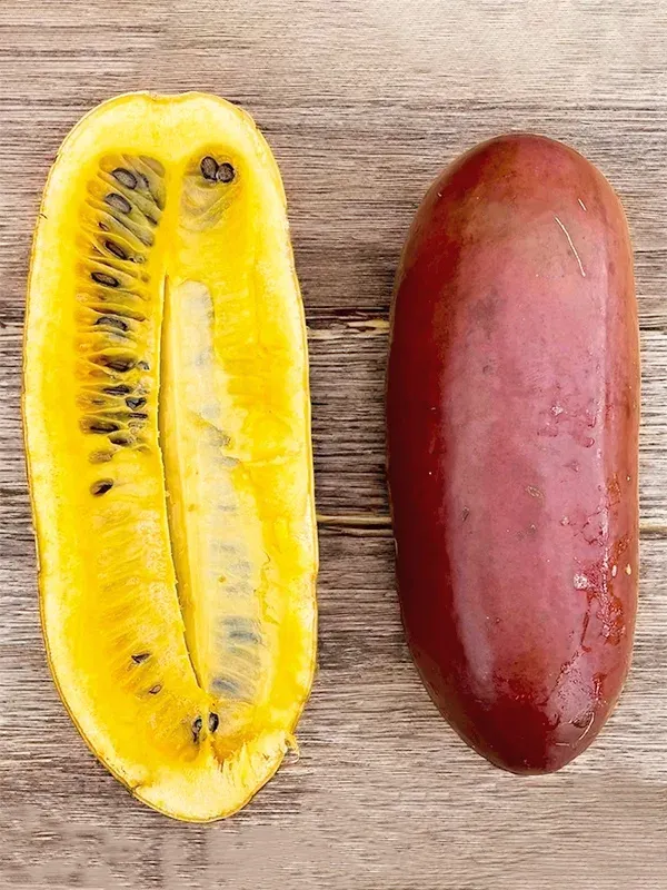 Sicana odorifera