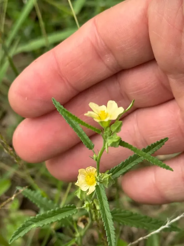 Sida spinosa