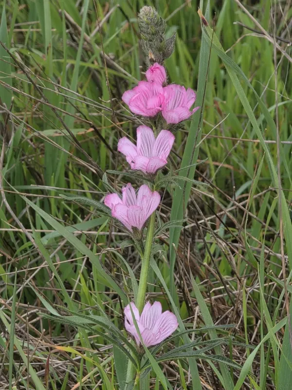 Sidalcea malviflora
