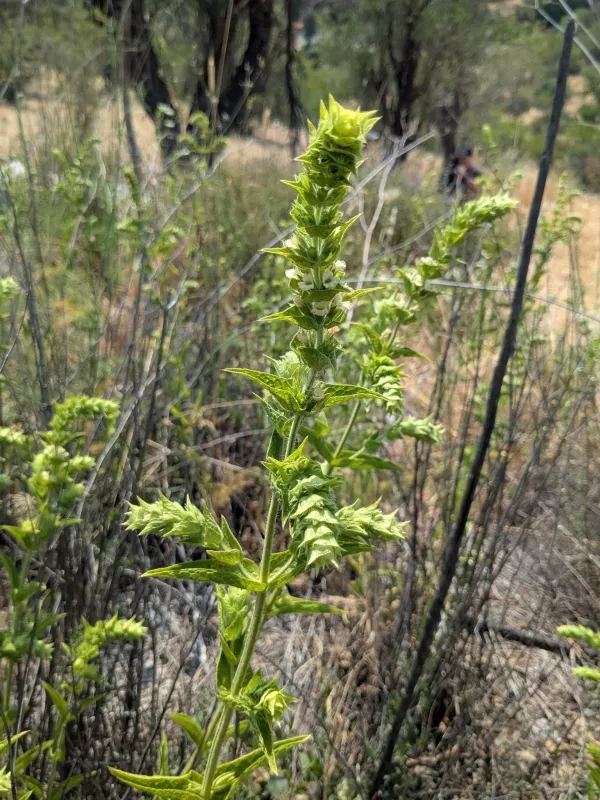 Sideritis perfoliata