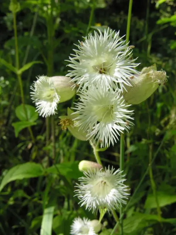 Arkwright's Campion