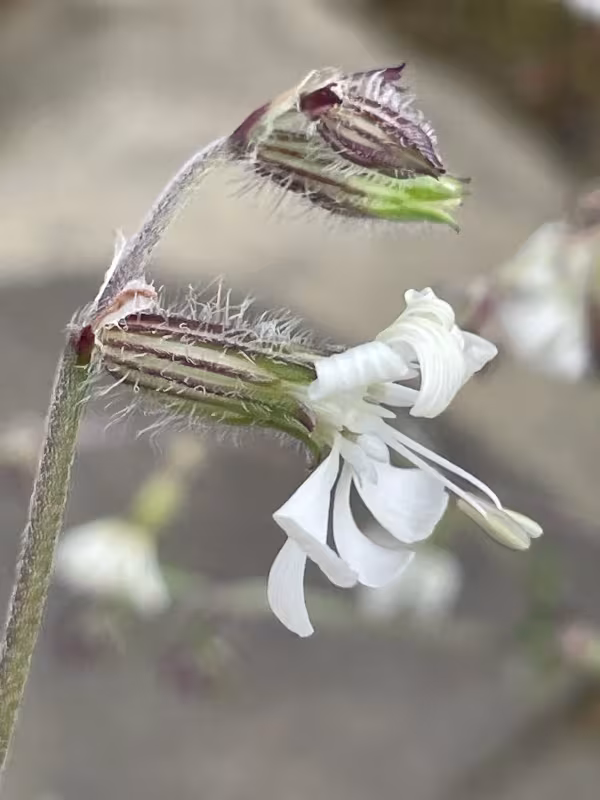 Forked catchfly