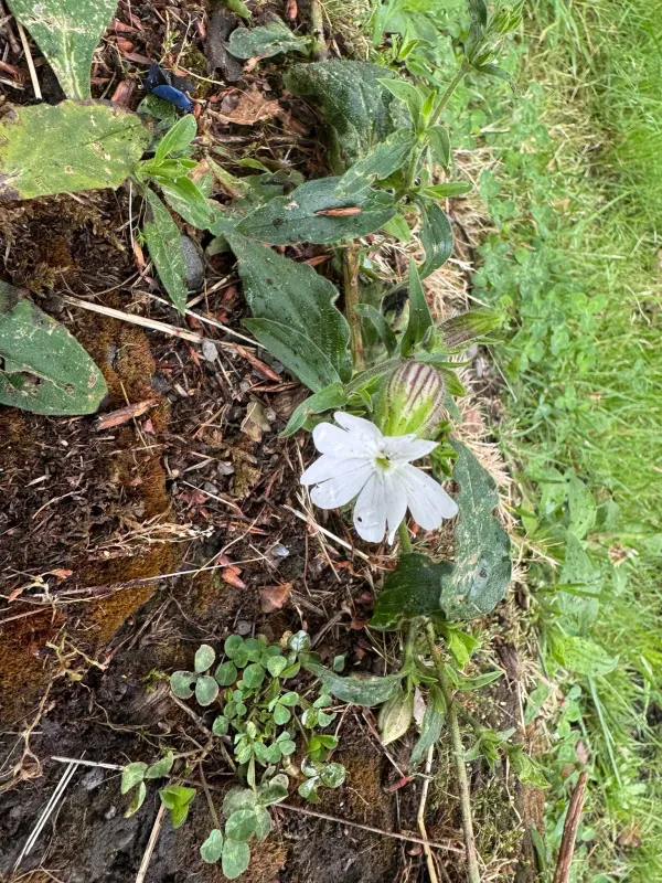 White campion