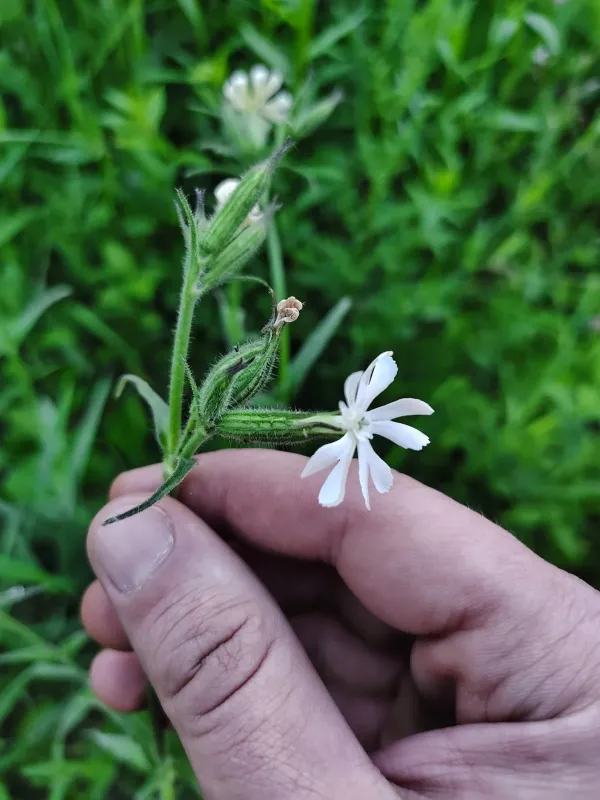 Night-flowering catchfly