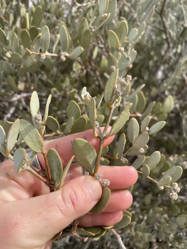 Jojoba