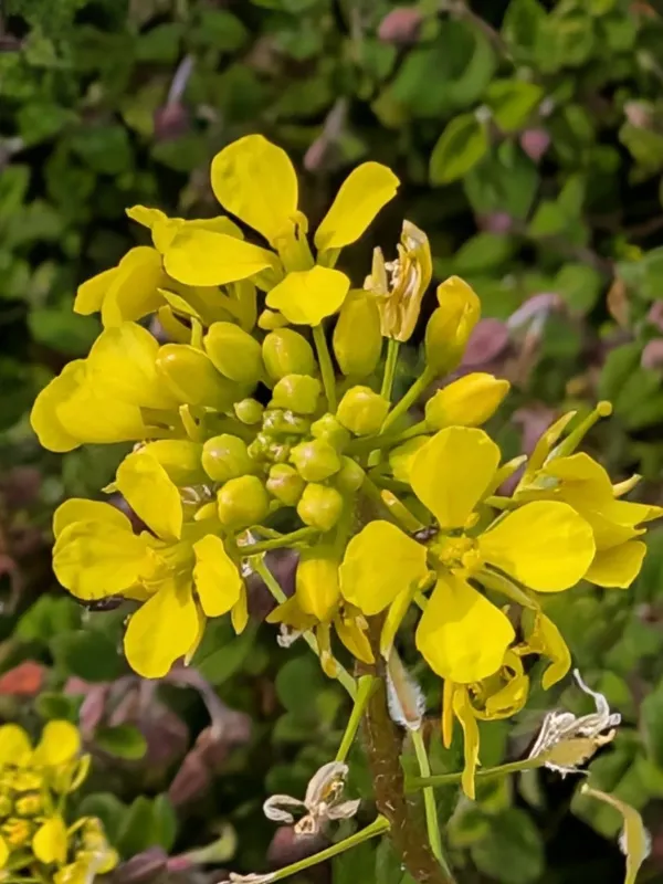 White mustard