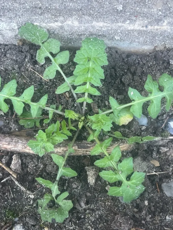 Hedge mustard