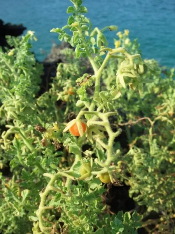 Galapagos tomato