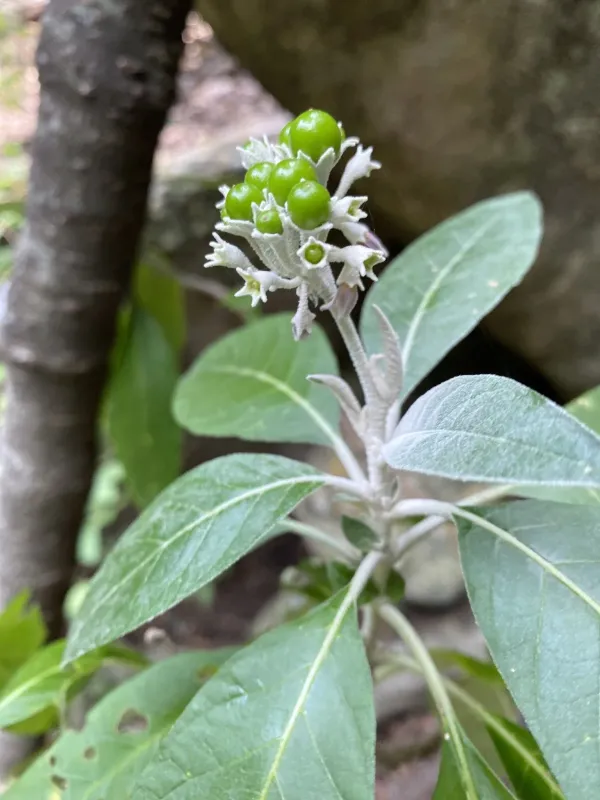 Giant nightshade