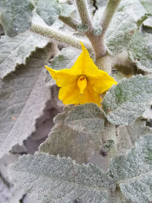 Solanum habrochaites