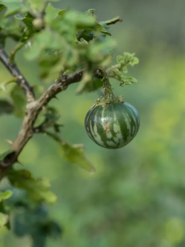 Solanum linnaeanum