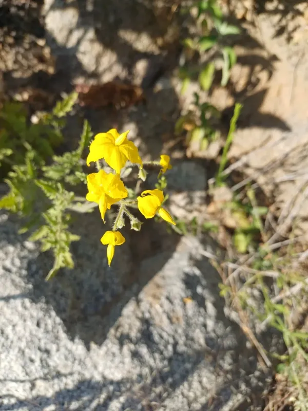 Solanum peruvianum
