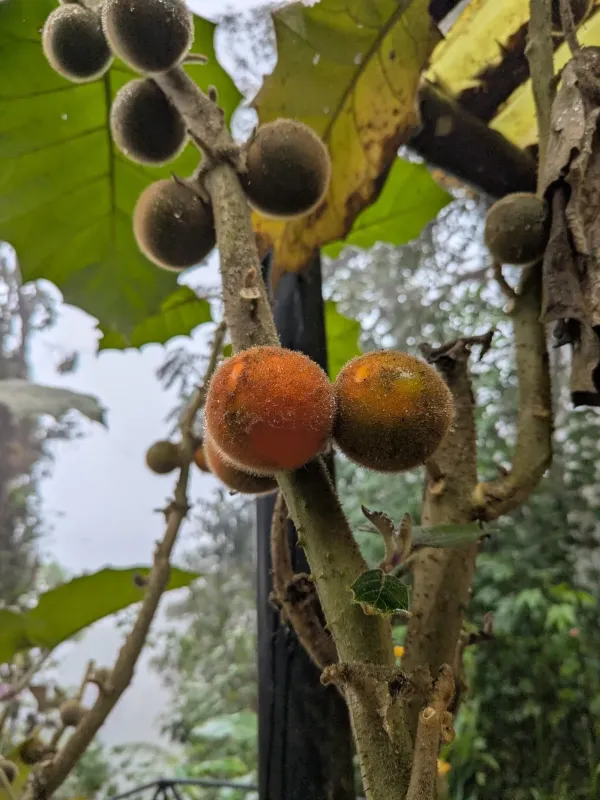 Naranjilla