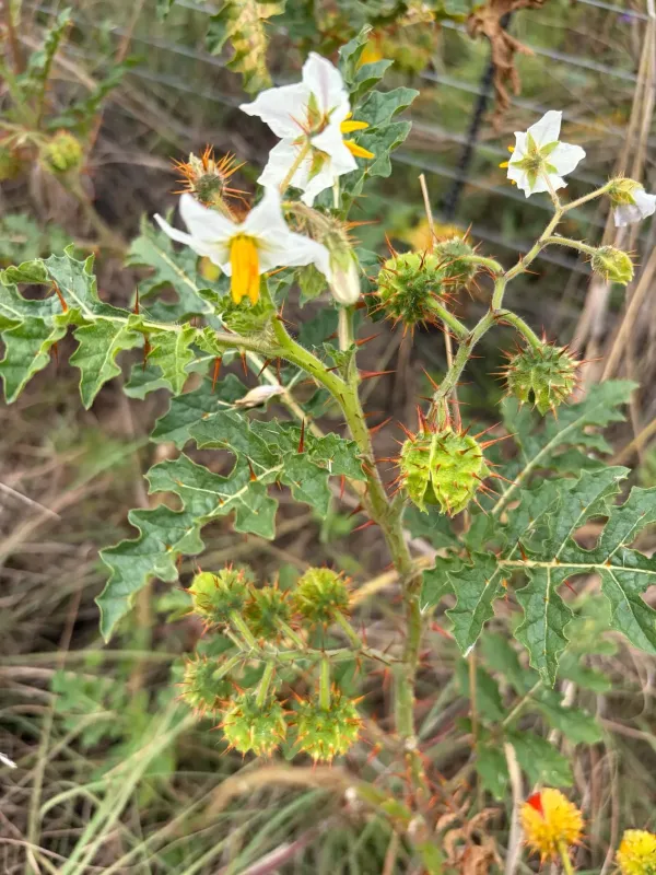 Sticky nightshade