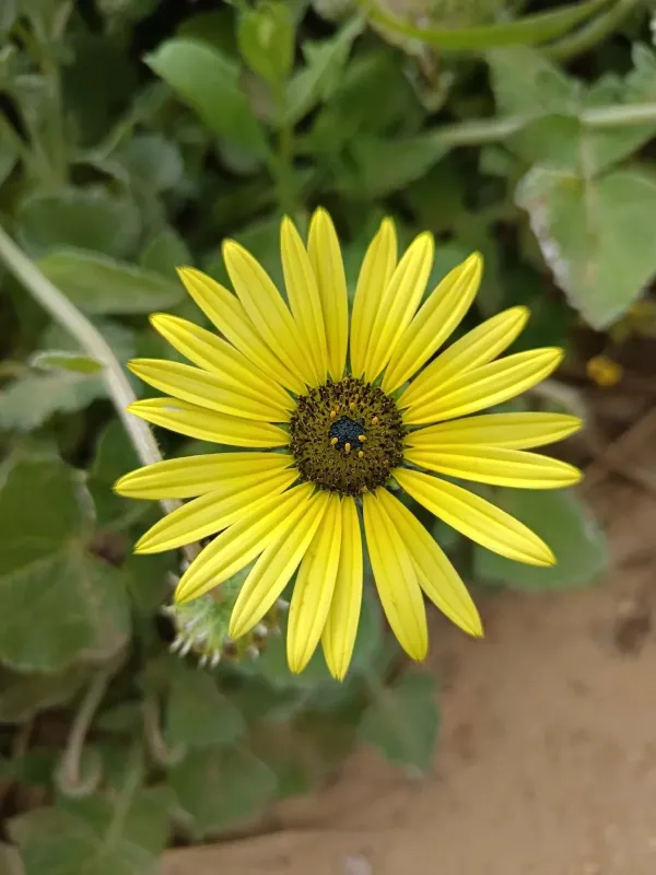 Arctotheca calendula