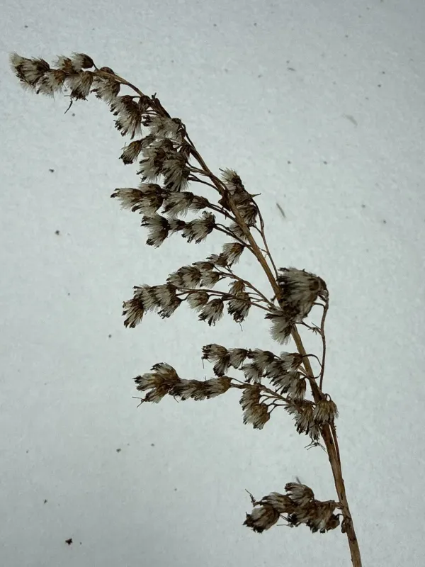 European goldenrod