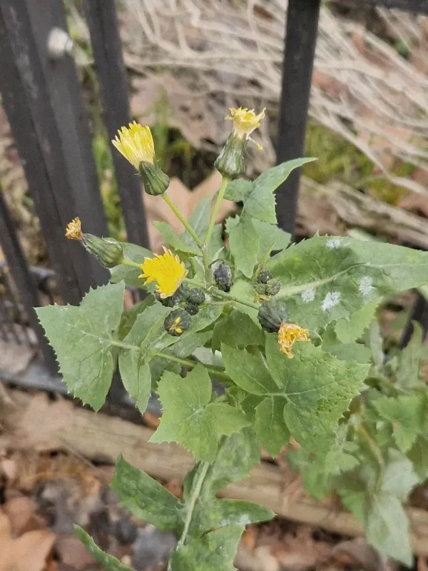 Common sowthistle