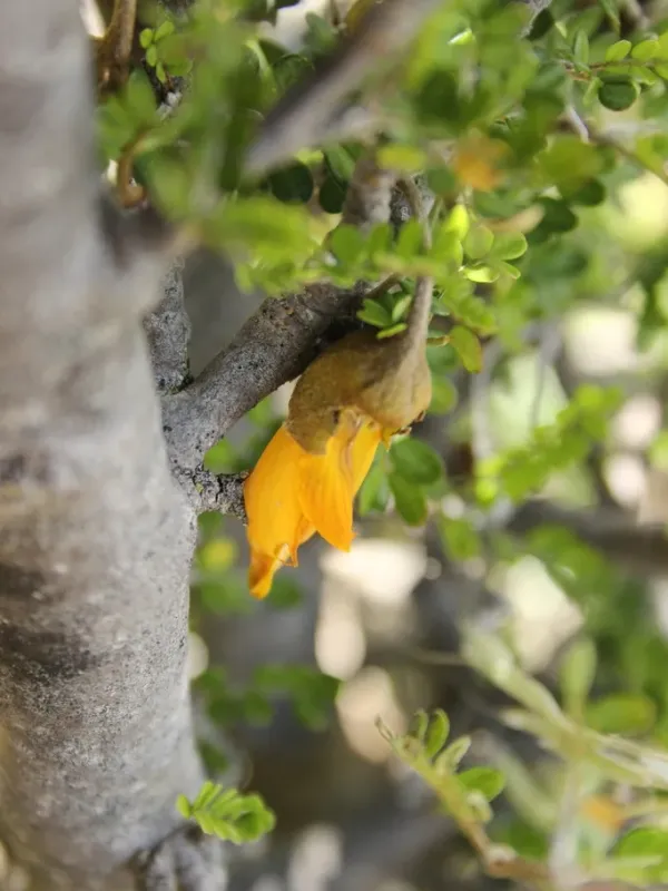 Sophora prostrata